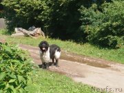 Превью фото № 244057