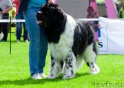 Превью фото № 244060