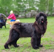 Превью фото № 244083