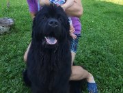 Превью фото № 244123