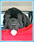 Превью фото № 244136