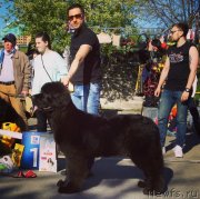 Превью фото № 244207