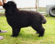 Превью фото № 244211