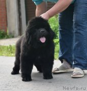 Превью фото № 244226