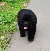 Превью фото № 244232