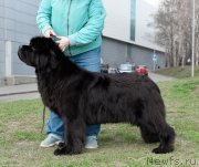 Превью фото № 244235