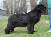 Превью фото № 244239