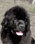 Превью фото № 244241