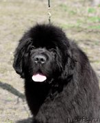 Превью фото № 244245