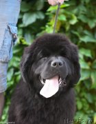 Превью фото № 244273