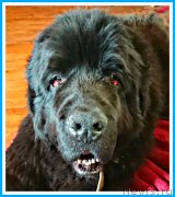 Превью фото № 244295