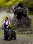 Превью фото № 244299