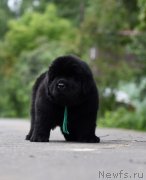 Превью фото № 244312