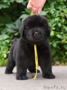 Превью фото № 244316