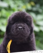 Превью фото № 244318