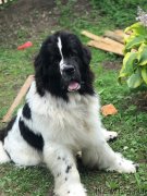 Превью фото № 244332