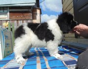 Превью фото № 244369