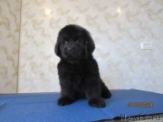 Превью фото № 244392