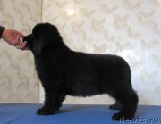 Превью фото № 244393