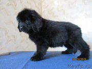 Превью фото № 244395