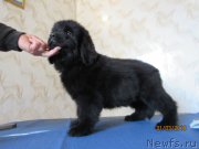 Превью фото № 244397