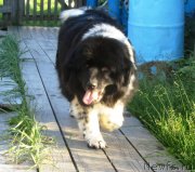 Превью фото № 244484