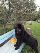 Превью фото № 244495