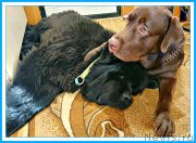 Превью фото № 244498