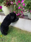 Превью фото № 244554