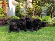 Превью фото № 244555