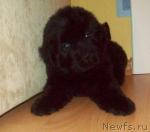 Превью фото № 24456