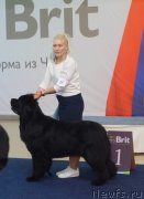 Превью фото № 244594