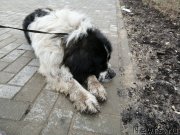 Превью фото № 244598