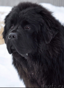 Превью фото № 244624