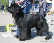 Превью фото № 244660