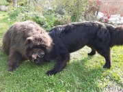 Превью фото № 244677