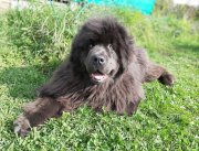 Превью фото № 244680