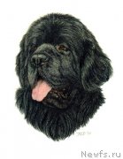 Превью фото № 244689