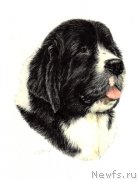 Превью фото № 244691