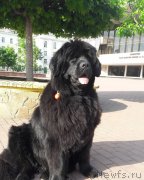 Превью фото № 244699