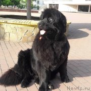 Превью фото № 244700