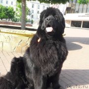 Превью фото № 244701