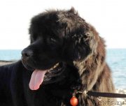 Превью фото № 244704