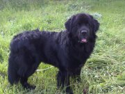 Превью фото № 244709