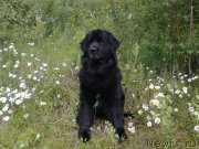 Превью фото № 244710