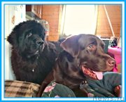 Превью фото № 244719