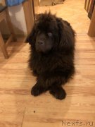 Превью фото № 244725