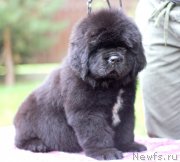 Превью фото № 244731