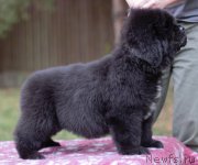 Превью фото № 244732