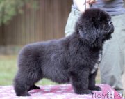 Превью фото № 244733